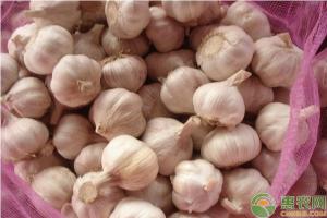 大蒜的最新价格（大蒜批发多少钱一斤）