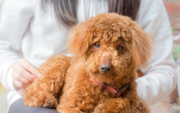 泰迪犬价格（养一只泰迪犬要花多少钱）