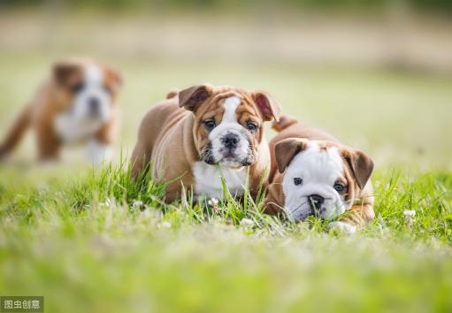 英国斗牛犬图片及价格(英国斗牛犬为什么很少人养)