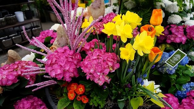 大麗花價格（這5種花）
