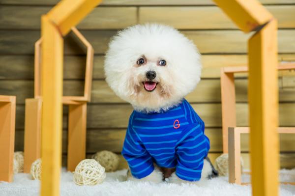 金毛的价格（最多人养的9种宠物狗价格）