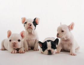法斗犬價格（法國斗牛犬的價格）