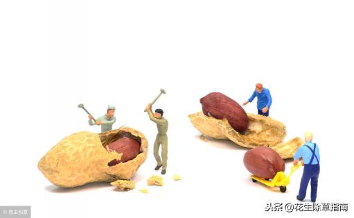 河南南阳花生价格走势（南阳地区花生价格汇总）