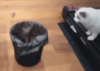 布偶价格多少钱一只（很多人说布偶猫）