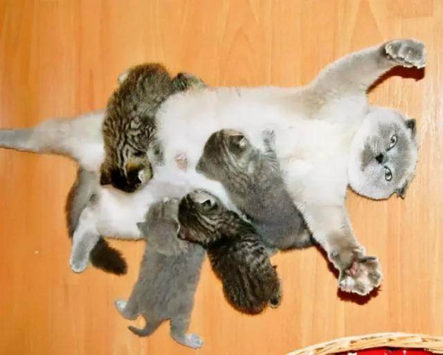 公猫绝育价格（借公猫）