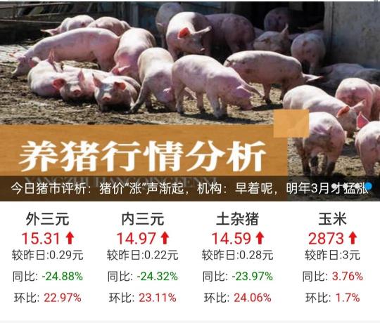今日生猪价格涨跌（全国生猪价格止跌反弹）