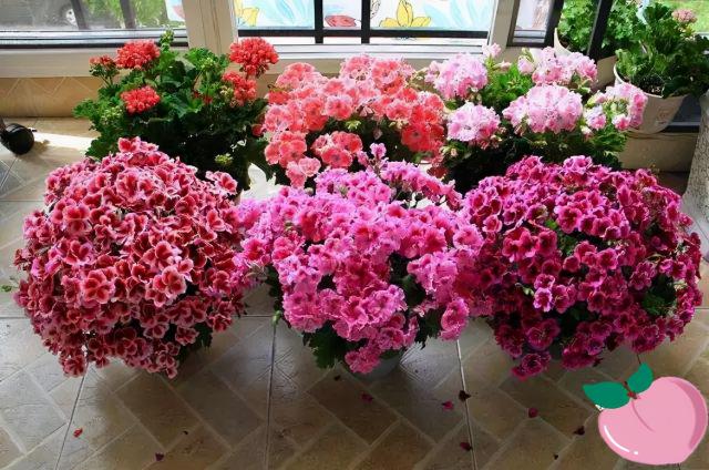 花卉陶粒价格（这些小东西）