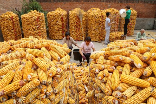 今天玉米价格是多少钱一斤（12月2日国内各地玉米价格发布）