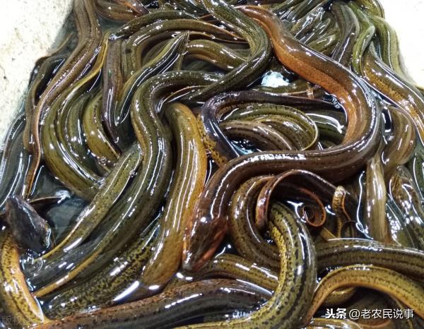 黄鳝苗价格（黄鳝价格堪比猪肉）