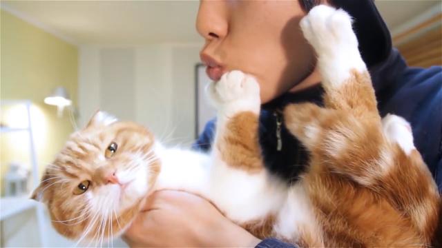 孟买猫价格（你养什么猫）