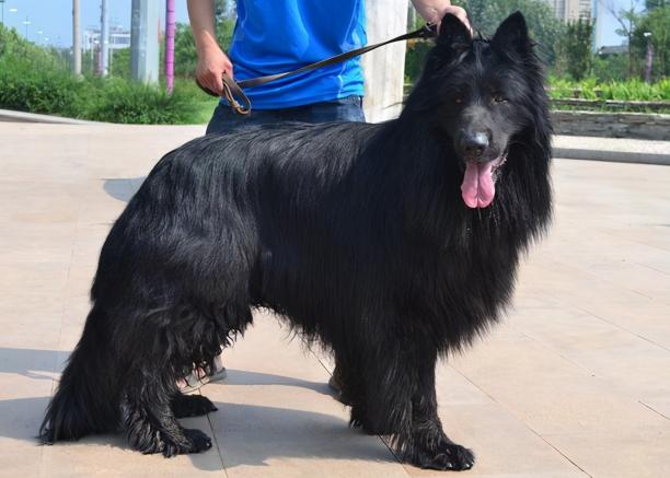 黑狼犬价格多少钱一只（这6种）
