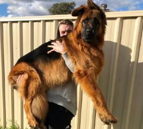 德牧犬价格（德牧外形威猛）