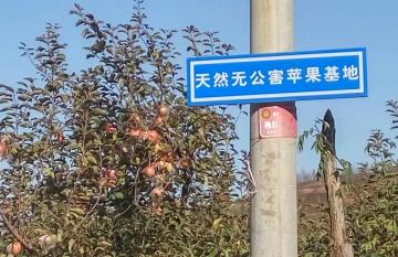 冰糖心苹果苗价格（蓝天果农费炳泉种苹果有绝招）
