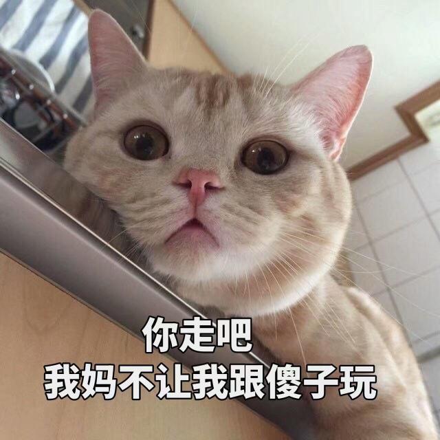折耳猫的价格（盘点4种不适合）