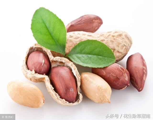 河南南阳花生价格走势（最新）