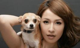 吉娃娃犬价格（为什么很多人不愿意养吉娃娃）