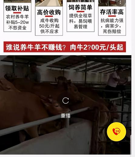小黃牛價(jià)格多少錢一頭（牛犢不到3000塊一頭）