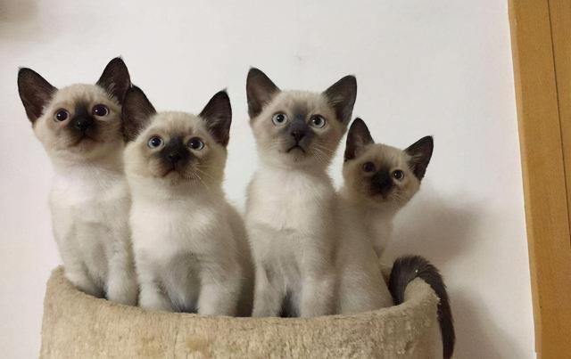 猫咪价格排行（2021年）