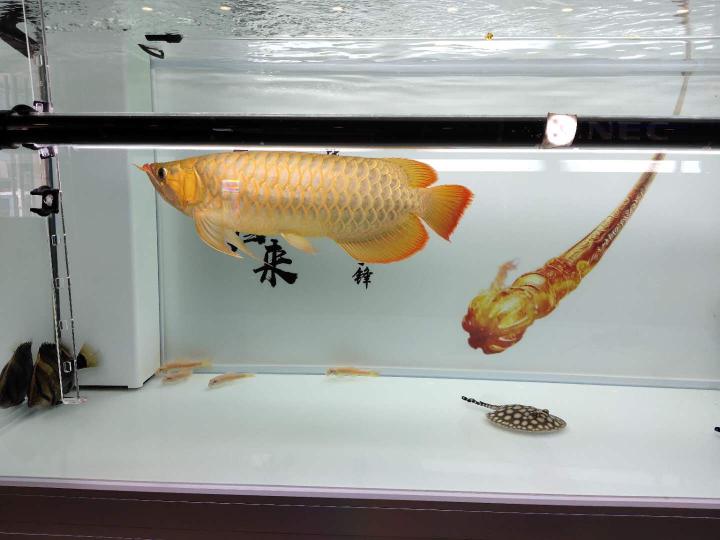 七彩神仙鱼价格（价格昂贵的观赏鱼我们玩不起）
