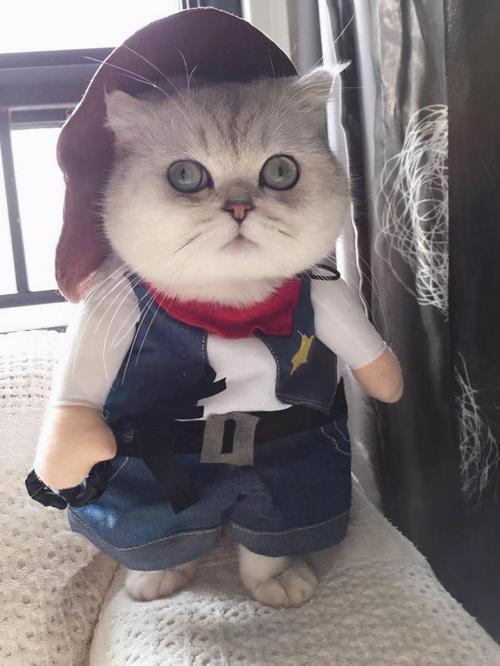 英国蓝猫价格（对于英短猫来说）