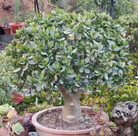 花架子图片及价格（九种）