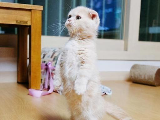 矮脚猫价格（喵星人介绍）