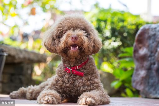 贵宾犬图片价格（贵宾犬便则几百）