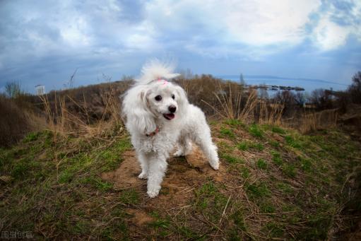 巨型贵宾犬价格（巨型贵宾犬）
