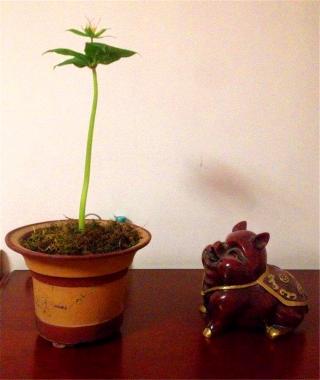 七叶一枝花种苗价格（大娘在后山挖来1种）