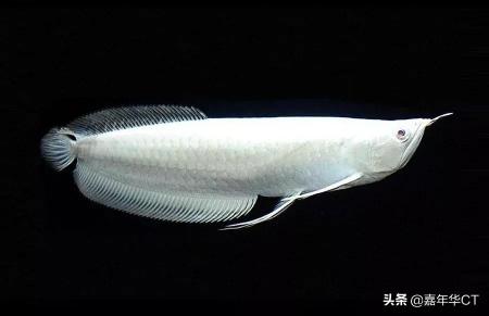 20公分紅龍魚價格表（世界上最昂貴的10種觀賞魚）