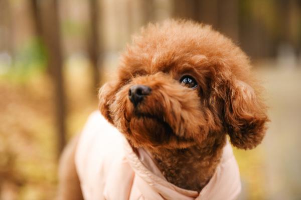 北京比熊犬价格（盘点八种常见宠物狗的价格）