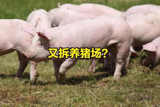 猪仔价格多少钱一头（多地拆除养殖场）