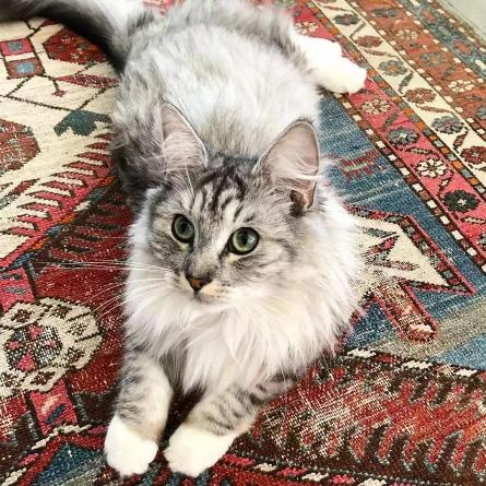 挪威森林猫价格（养一只挪威森林猫是什么体验）