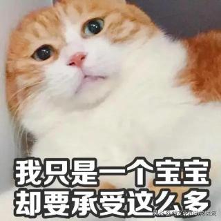 宠物医院母猫绝育价格（猫咪到底该不该绝育）