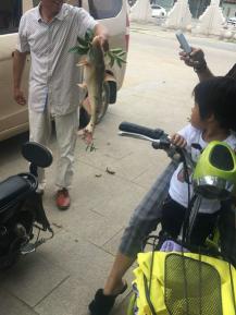 鲥鱼价格（江团成保护鱼种后）