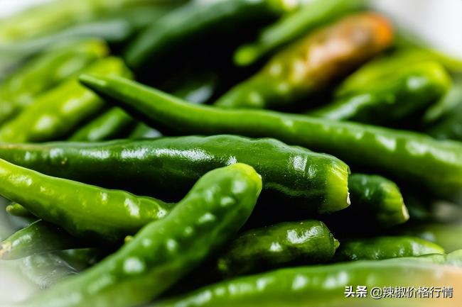 20公分红龙鱼价格表（交易不温不火）