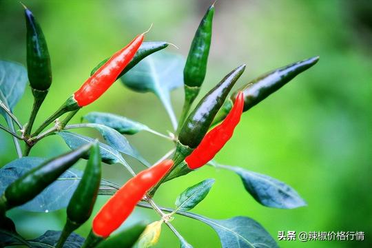 20公分红龙鱼价格表（交易进展不快）
