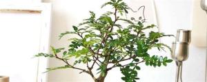 清香木盆景价格（清香木盆栽的养殖方法）