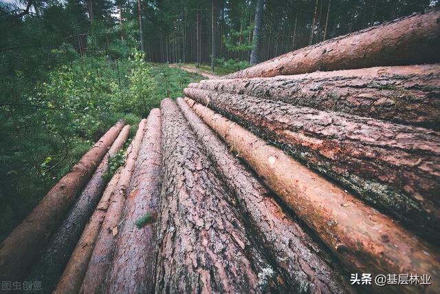 杉树价格（资源类商品都在涨）