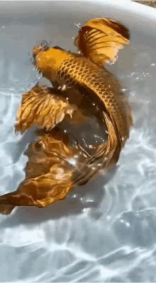 锦鲤价格多少钱一条（浙江男子市场买鱼）