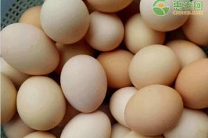 鸡蛋价格行情走势分析（2020今日全国鸡蛋最新价格）