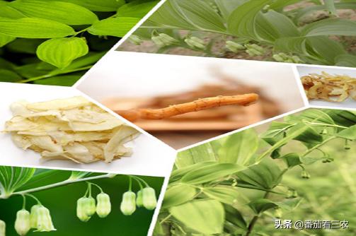 玉竹种子价格（从玉竹的四大生物学特性出发）