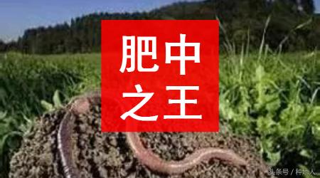 蚯蚓价格（说蚯蚓粪是肥中之王）