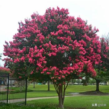 九里香樹苗價(jià)格（這幾種苗木需求量大）