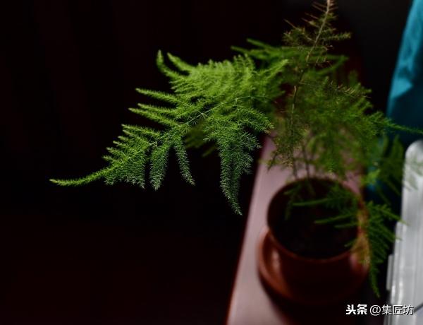 唐山矮文竹價格（飄逸如松）