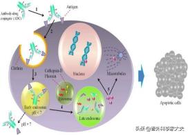 伊匹木单抗价格（什么是癌症的免疫治疗）