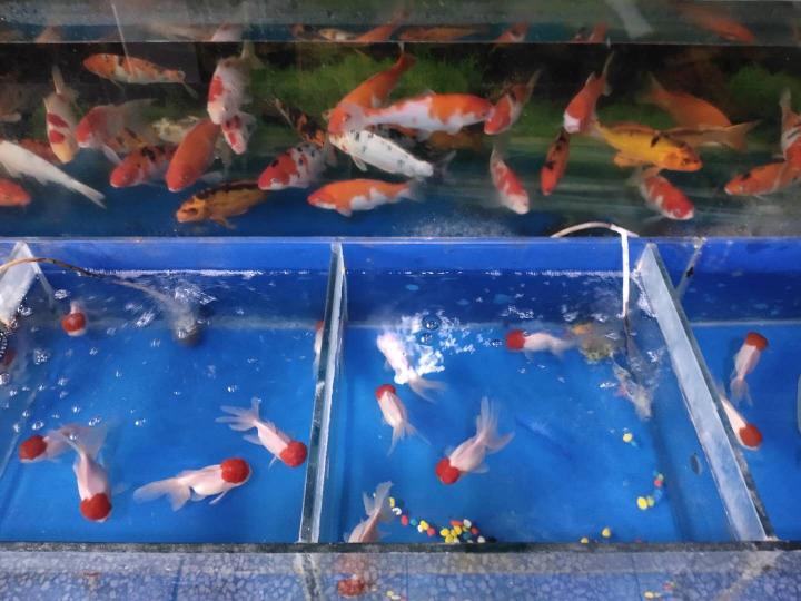 10cm獅子頭金魚價格（購買了8條最容易飼養的金魚）