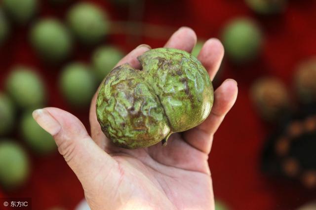 今年核桃价格（今天青皮核桃多少钱一斤）