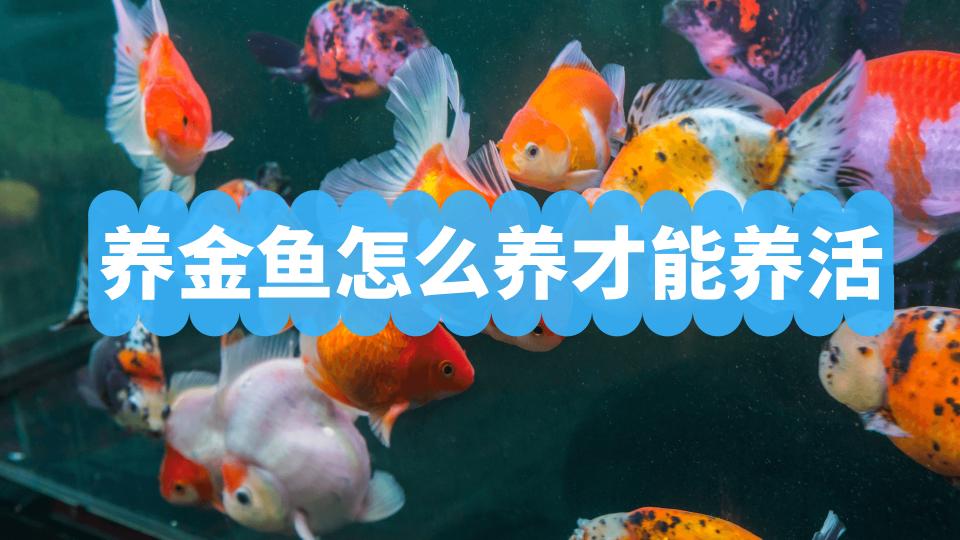 10cm狮子头金鱼价格（养金鱼怎么养才能养活）