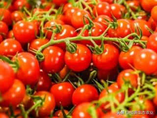 硬粉8号番茄种子价格（3000亩）